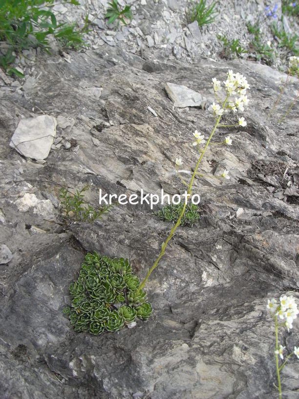 Saxifraga paniculata