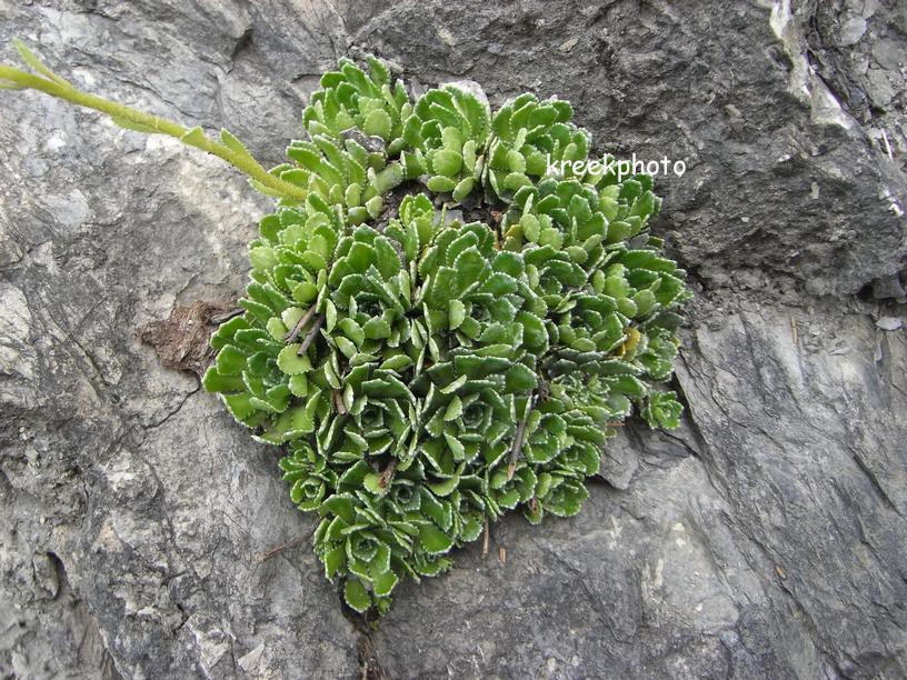 Saxifraga paniculata