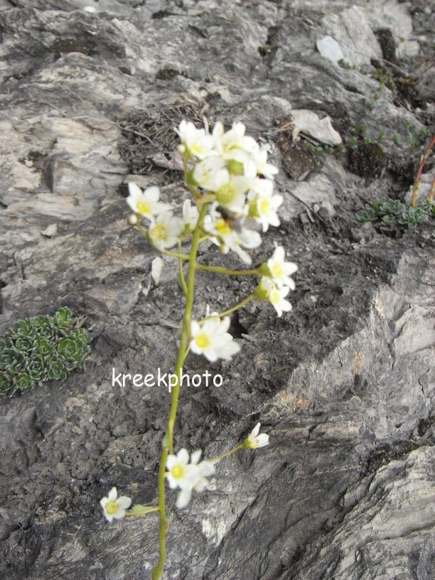 Saxifraga paniculata