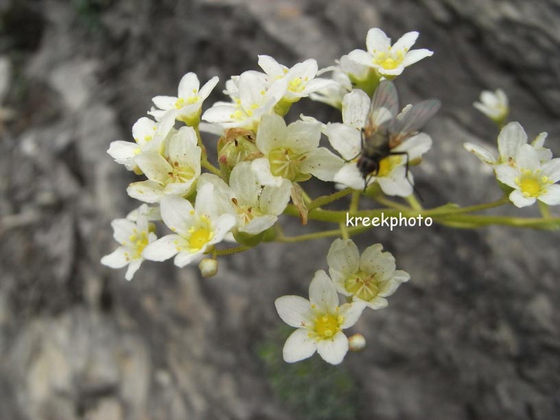 Saxifraga paniculata