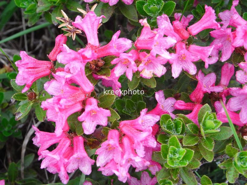 Rhododendron hirsutum