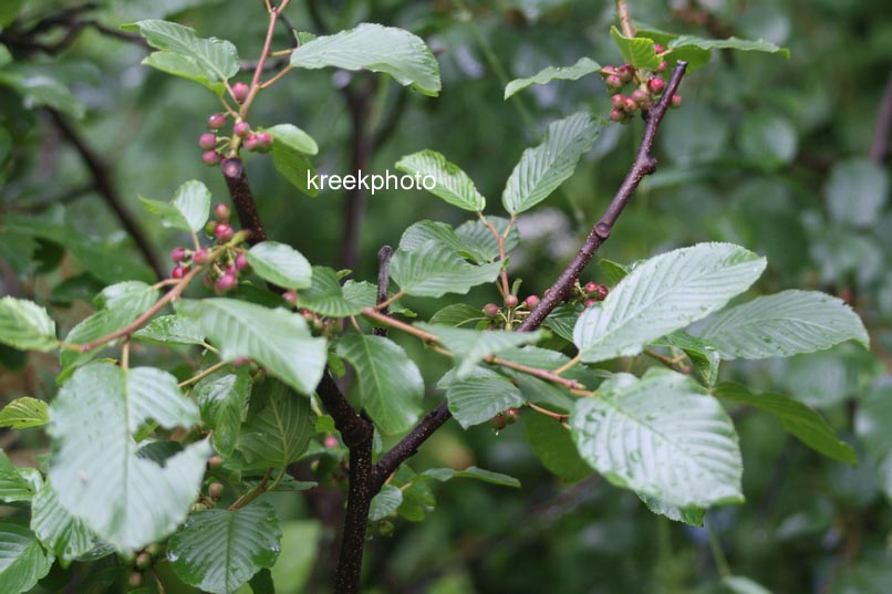 Plantentuin Esveld
