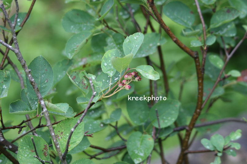 Amelanchier ovalis