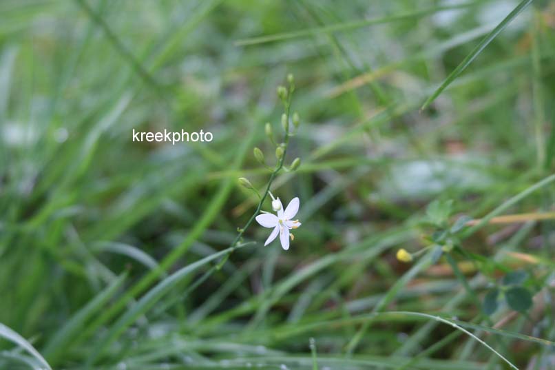 Anthericum ramosum