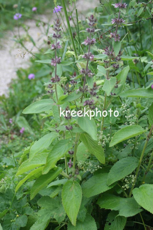 Stachys sylvatica