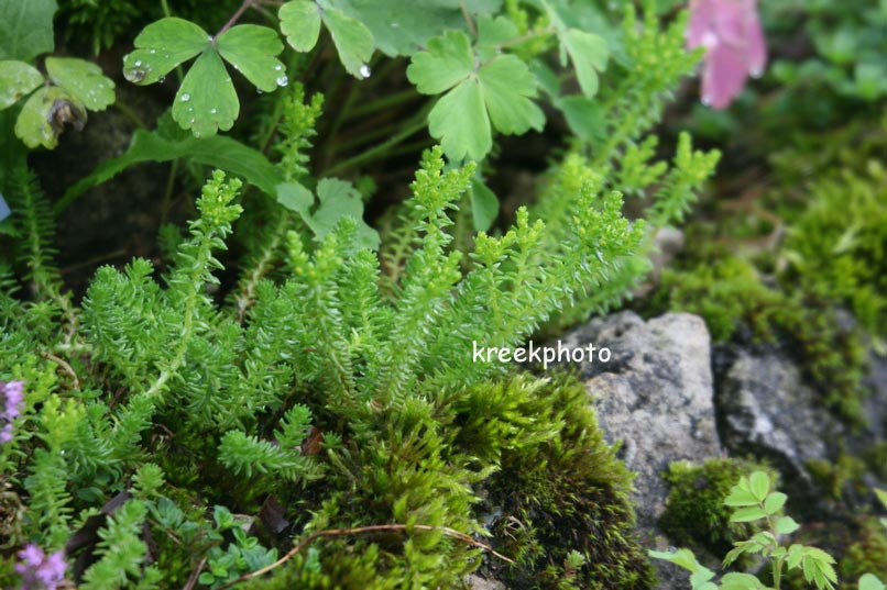 Sedum sexangulare