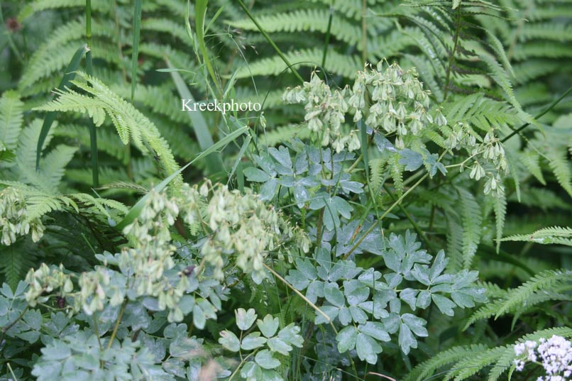 Thalictrum aquilegifolium