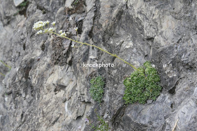 Saxifraga paniculata