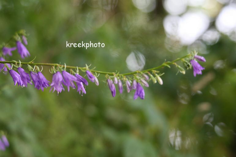 Campanula rapunculoides