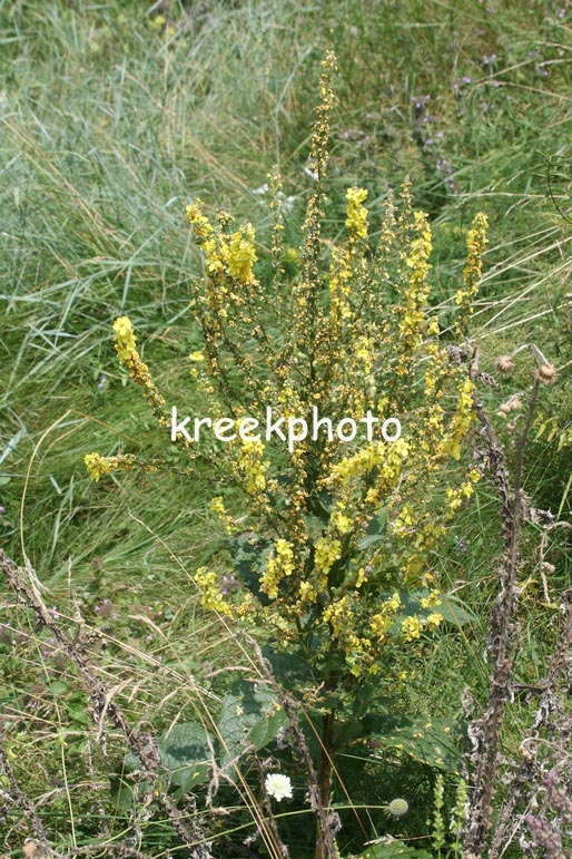 Verbascum nigrum