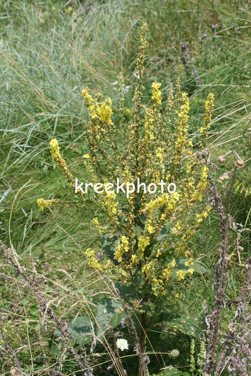 Verbascum nigrum