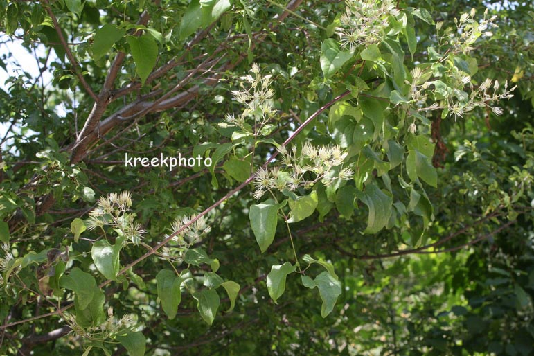 Clematis vitalba