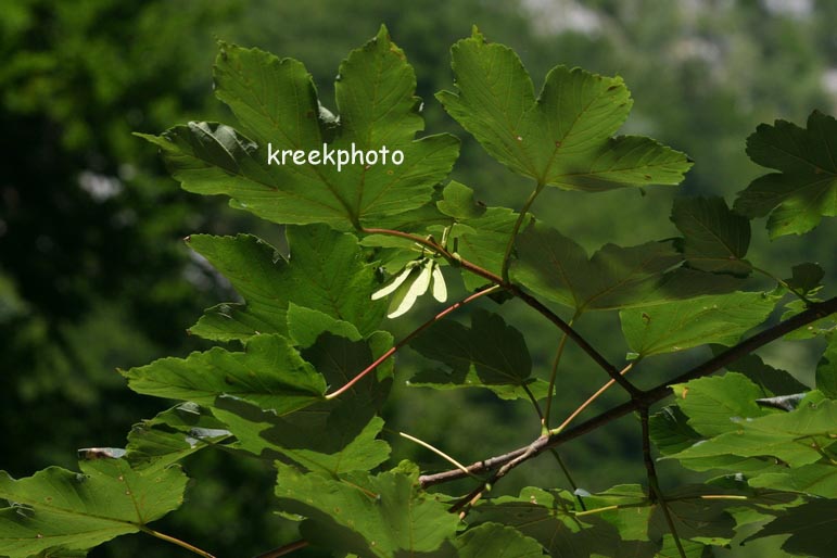 Acer pseudoplatanus