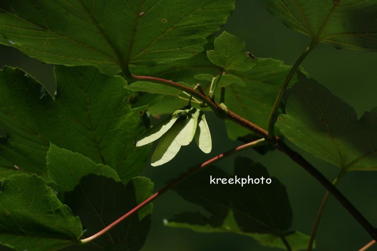 Acer pseudoplatanus