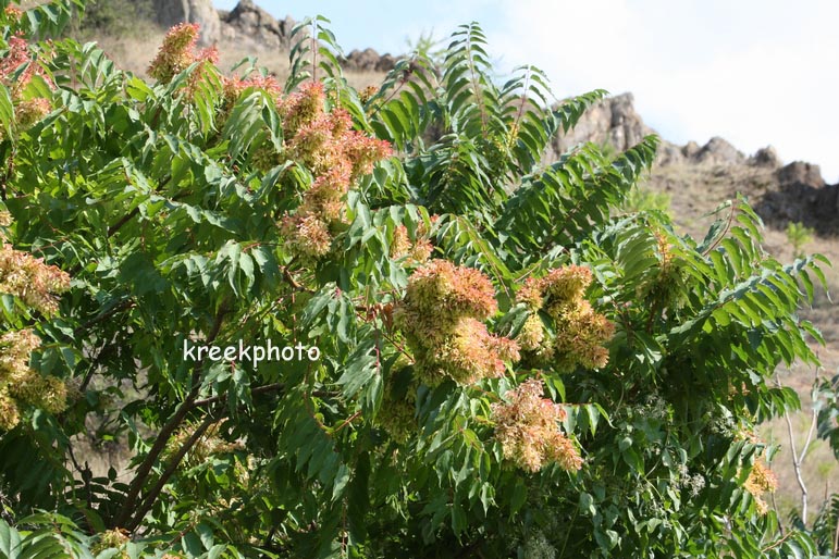 Ailanthus altissima