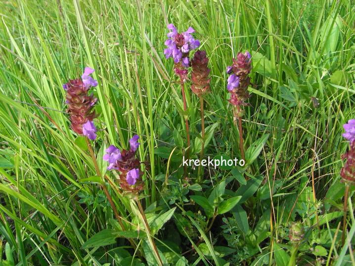 Prunella grandiflora