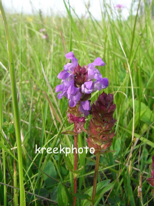 Prunella grandiflora