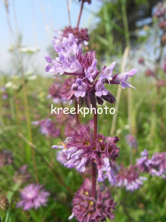 Salvia pratensis