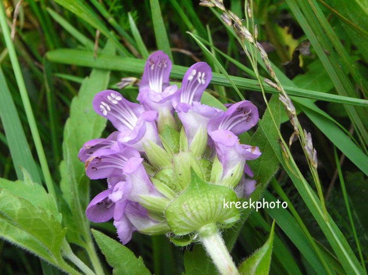 Prunella grandiflora