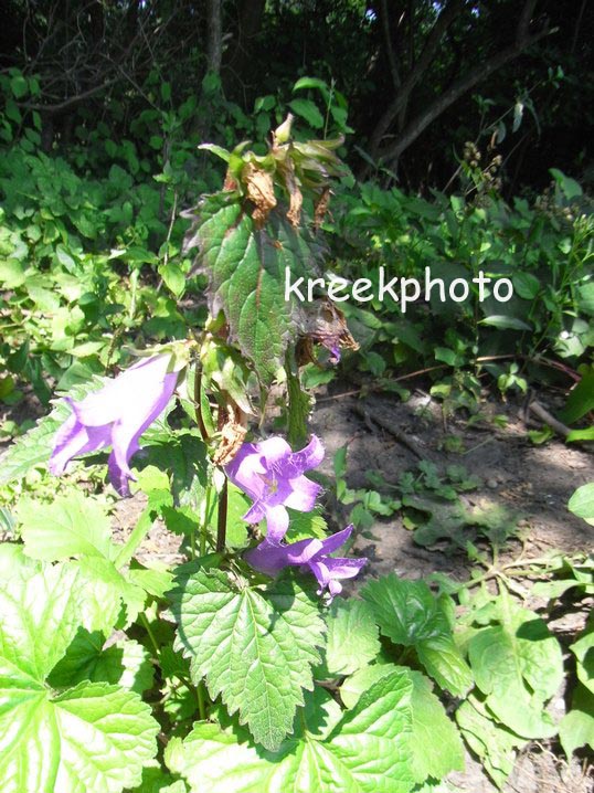 Campanula trachelium