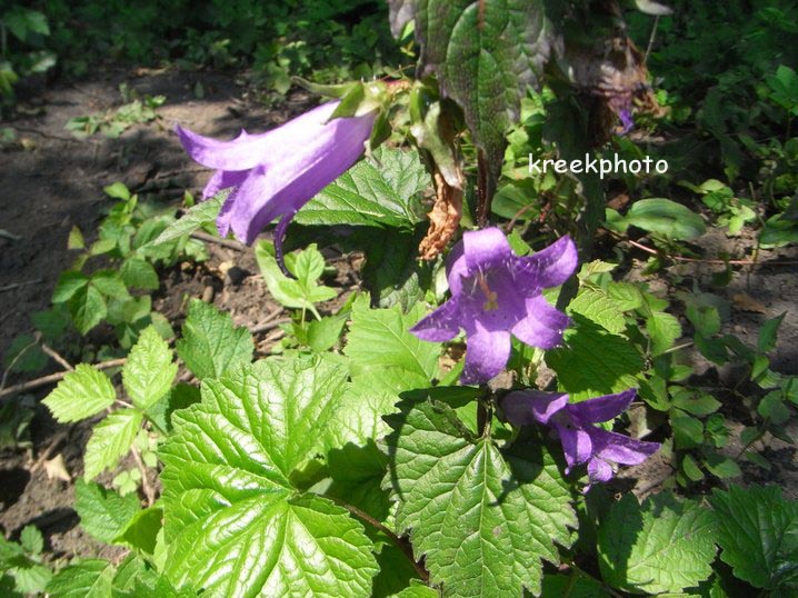 Campanula trachelium