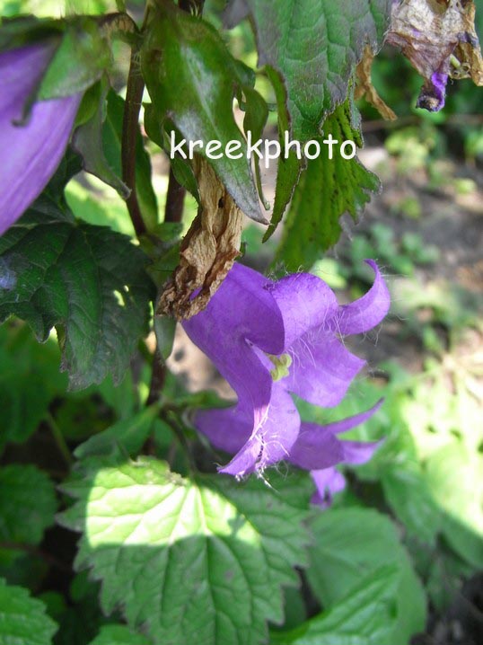 Campanula trachelium