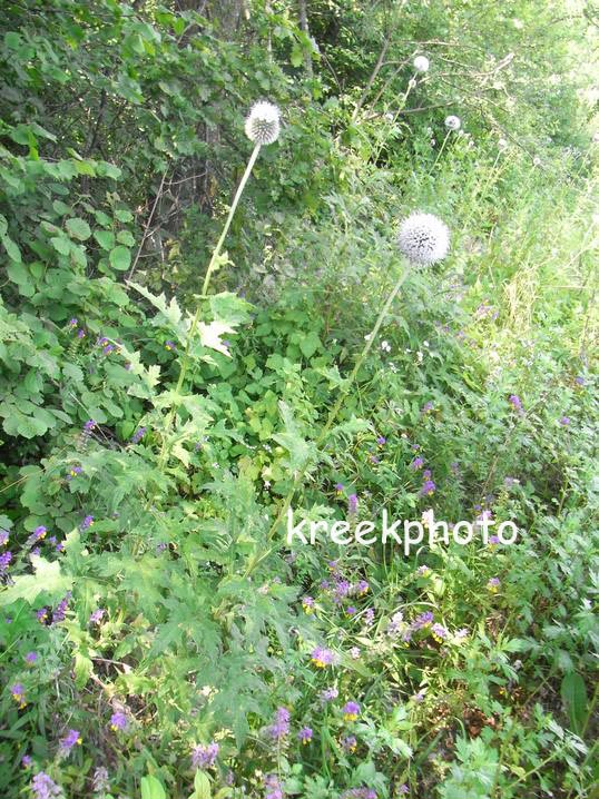 Echinops bannaticus