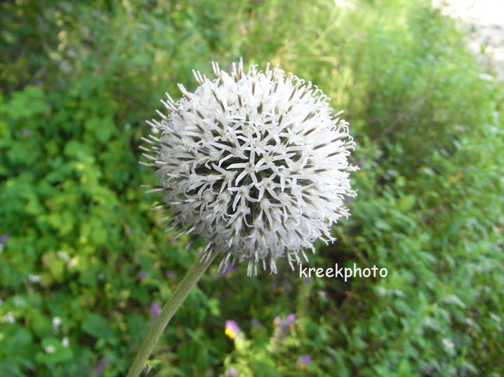 Echinops bannaticus