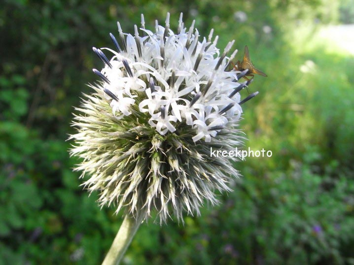 Echinops bannaticus