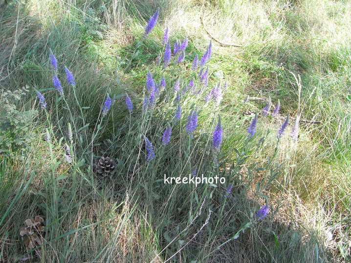 Veronica spicata