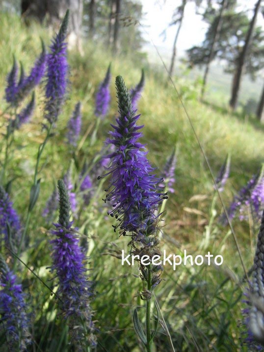 Veronica spicata