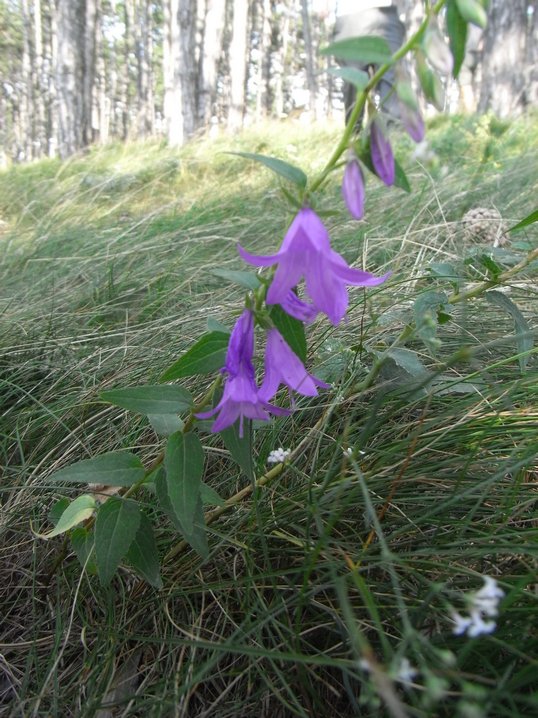 Campanula rapunculoides