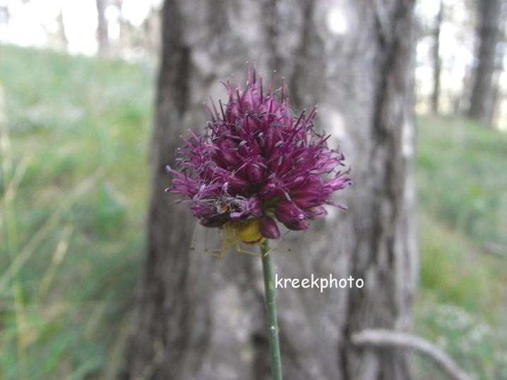 Succisa pratensis