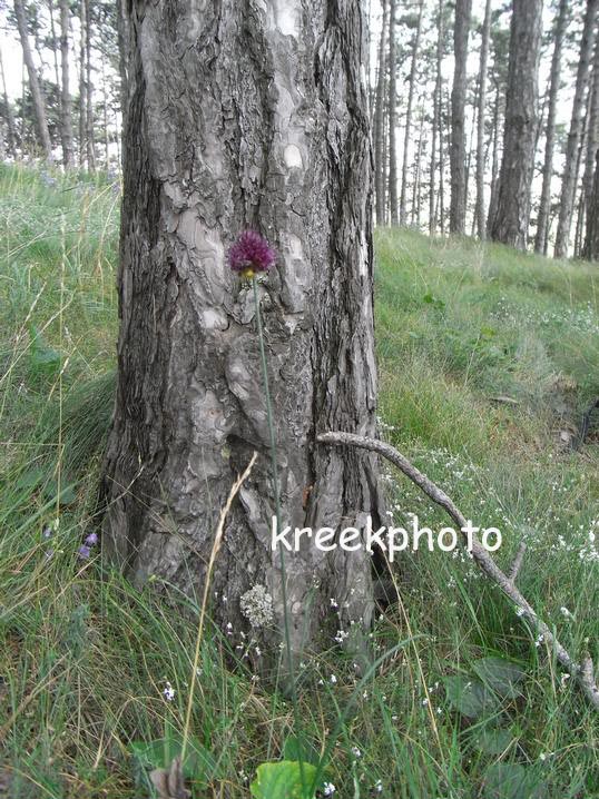 Succisa pratensis