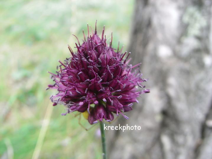 Succisa pratensis