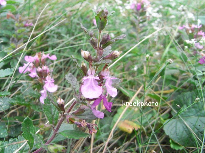 Teucrium chamaedrys