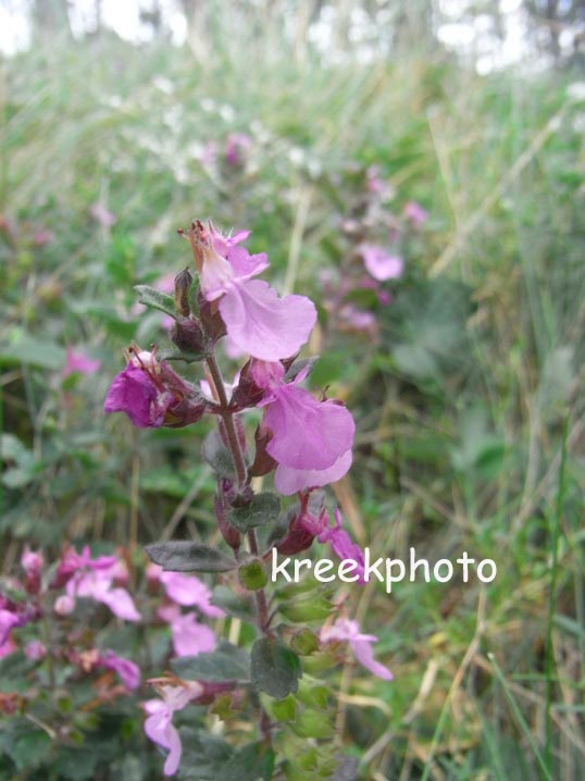 Teucrium chamaedrys