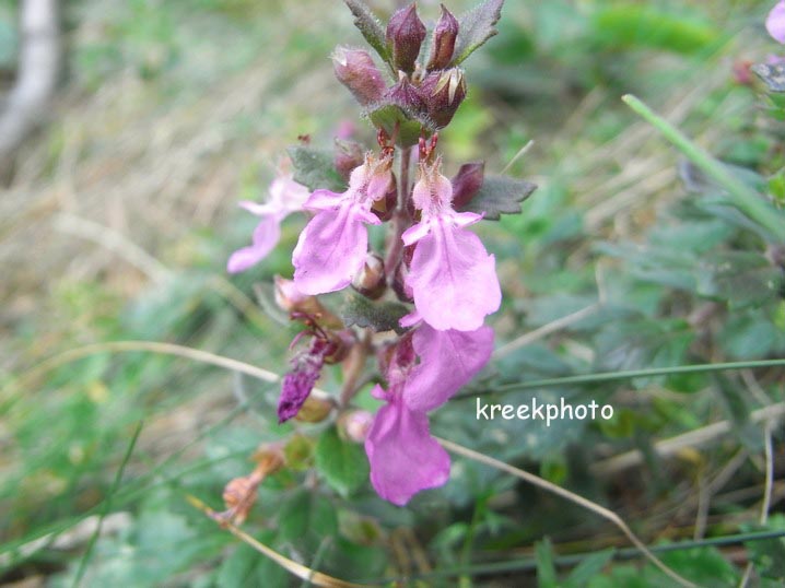 Teucrium chamaedrys