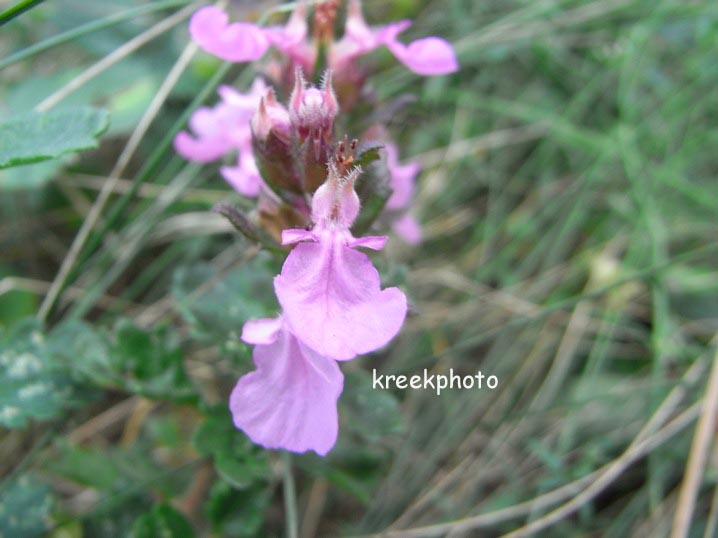 Teucrium chamaedrys