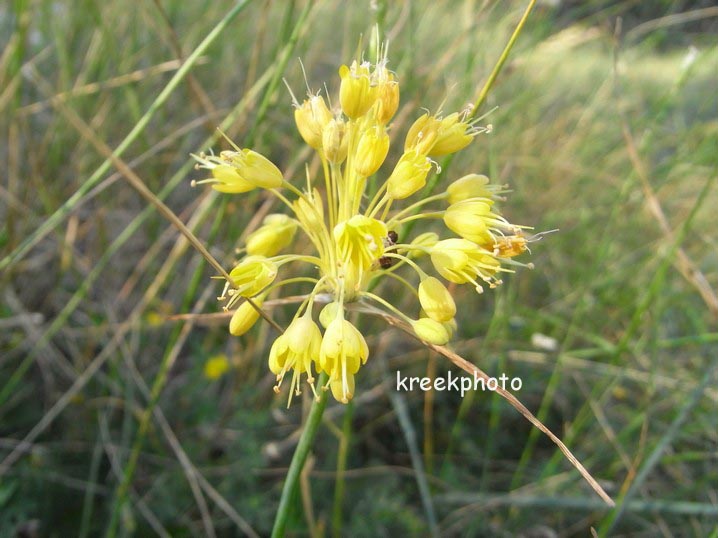 Allium flavum