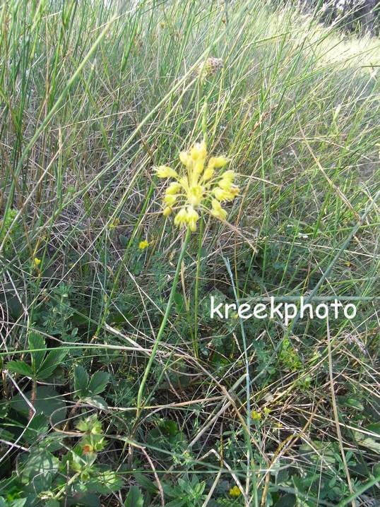 Allium flavum