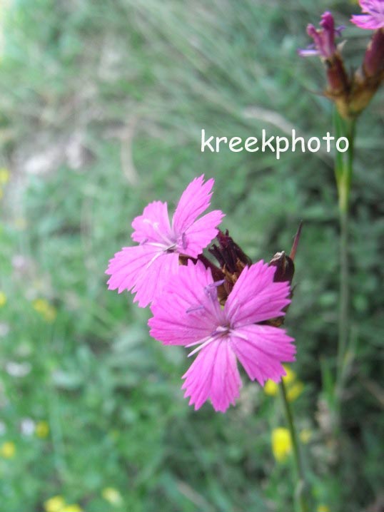 Dianthus carthusianorum