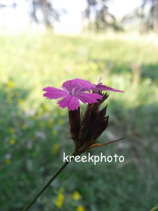 Dianthus carthusianorum