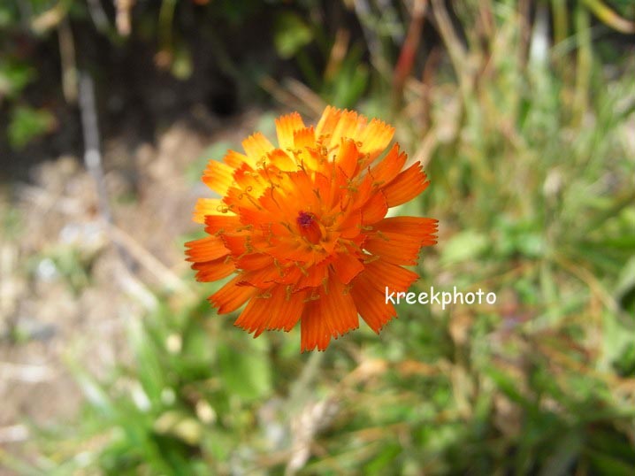 Hieracium aurantiacum