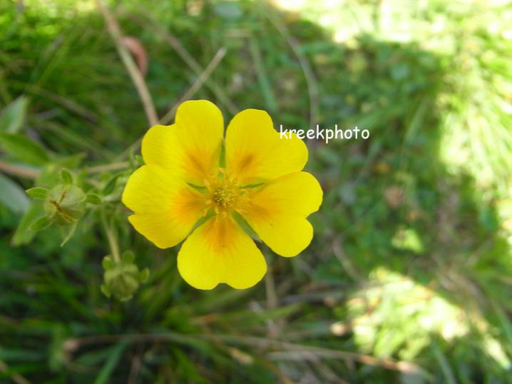 Potentilla aurea