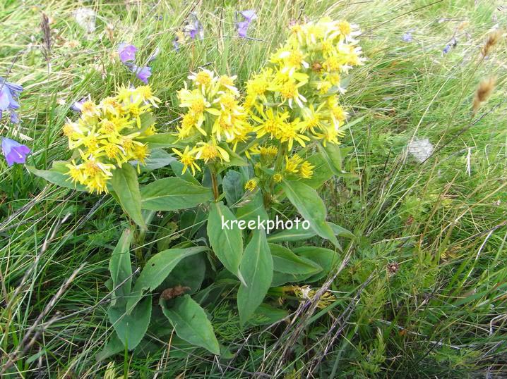 Solidago virgaurea