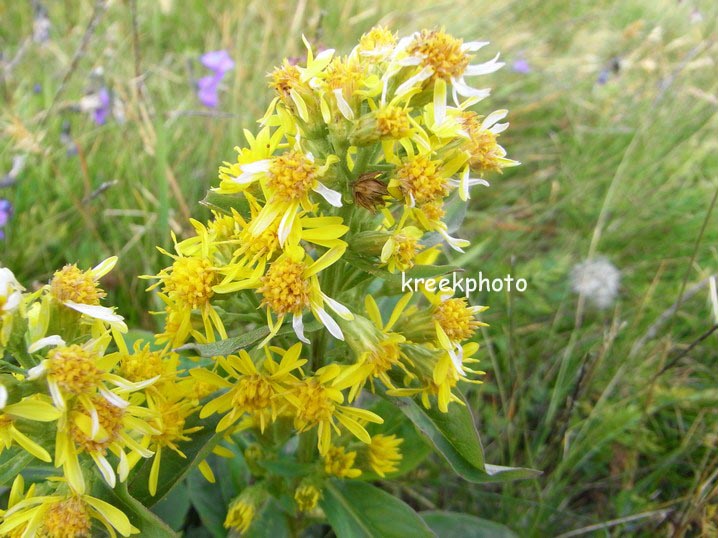 Solidago virgaurea