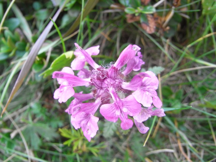 Stachys officinalis