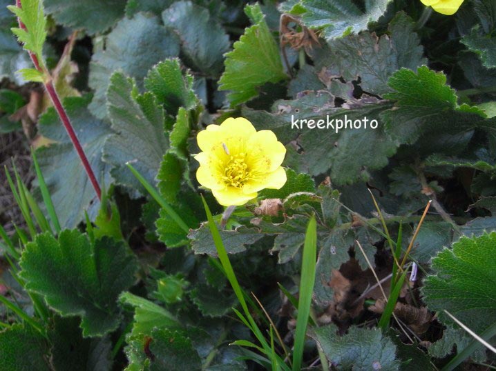 Geum montanum