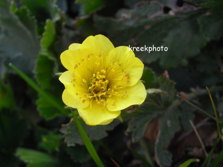 Geum montanum